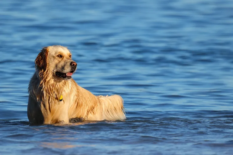 A golden retriever stands in shallow water at a dog-friendly beach in Australia, looking to the side with its mouth slightly open and tongue out. The dog's fur is wet and the background is blue, calm water.
