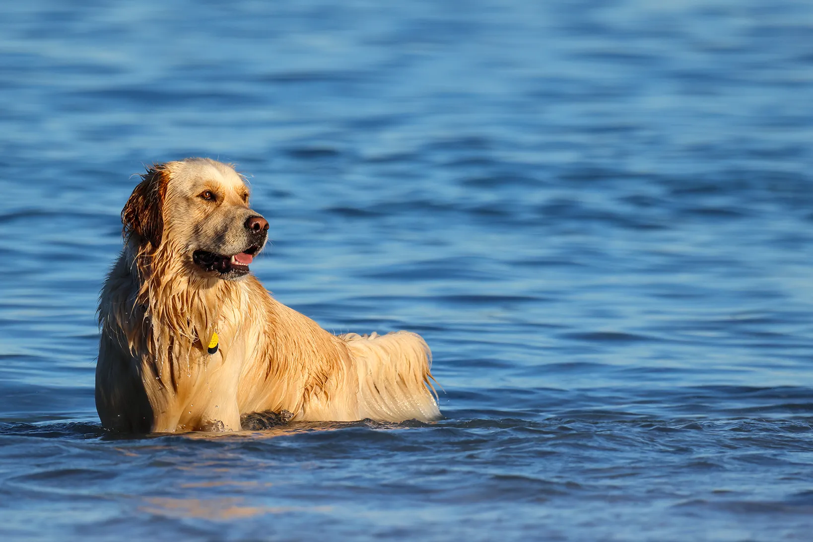 A golden retriever stands in shallow water at a dog-friendly beach in Australia, looking to the side with its mouth slightly open and tongue out. The dog's fur is wet and the background is blue, calm water.