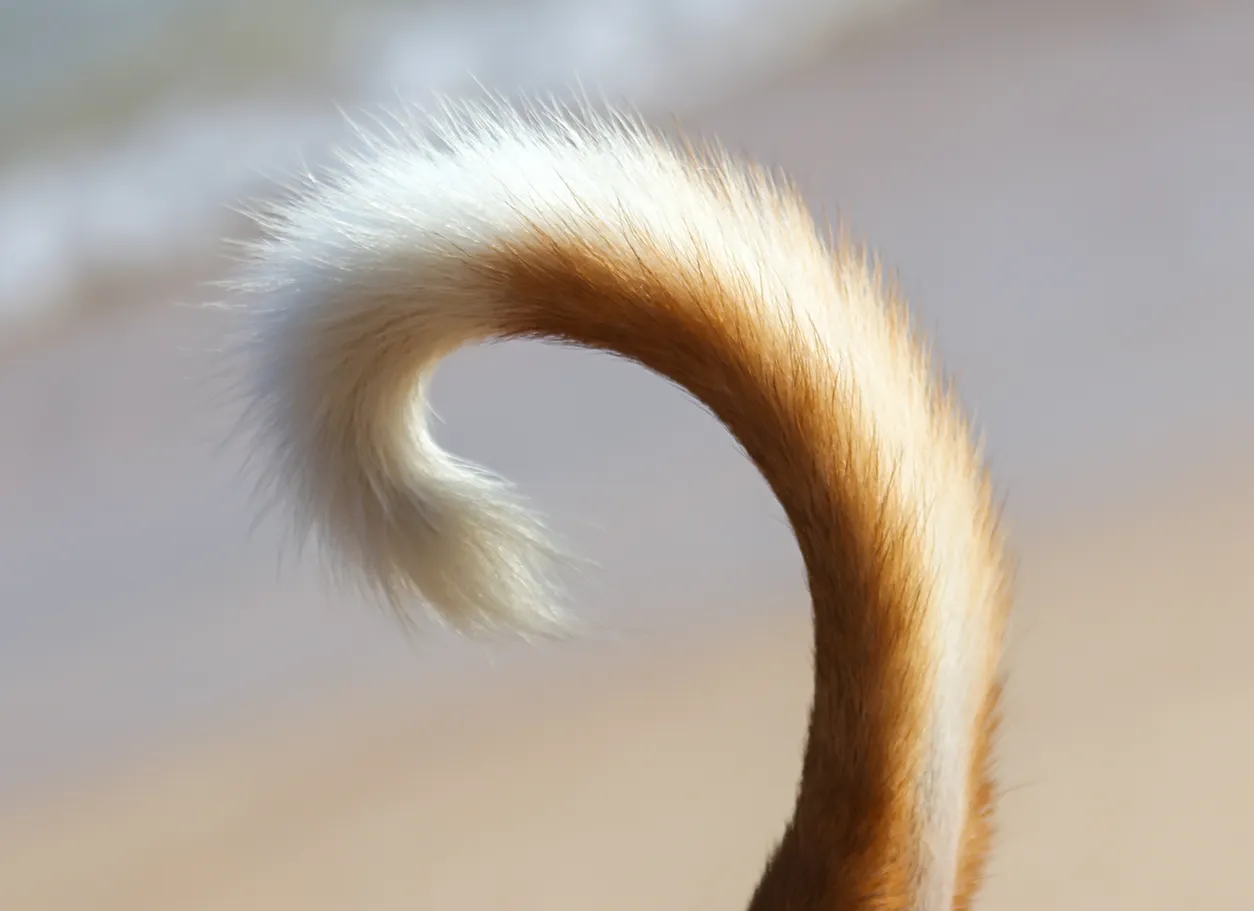 A close-up of a dog’s tail with brown fur and a white tip, curled upward against a blurred beach background, highlights dog body language and the subtle ways dogs use their tails for communication.