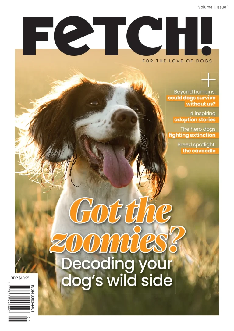 A happy dog with its tongue out stands in a sunlit field. The magazine cover reads: FETCH! Got the zoomies? Decoding your dog's wild side, Edition 1, Volume 1, with additional article teasers on the right-hand side.