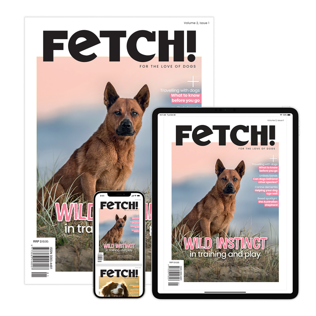 Covers of FETCH! magazine, featuring a brown dog sitting in grass, displayed on a print issue, an iPad, and an iPhone. The headline reads, WILD INSTINCT in training and play—perfect inspiration for your next Fetch Single Post.