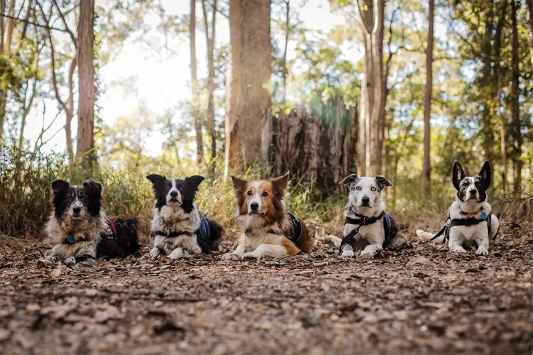 Five dogs, trained as conservation sniffer dogs, are lying on the forest floor in a row, facing the camera, with tall trees and sunlight in the background.