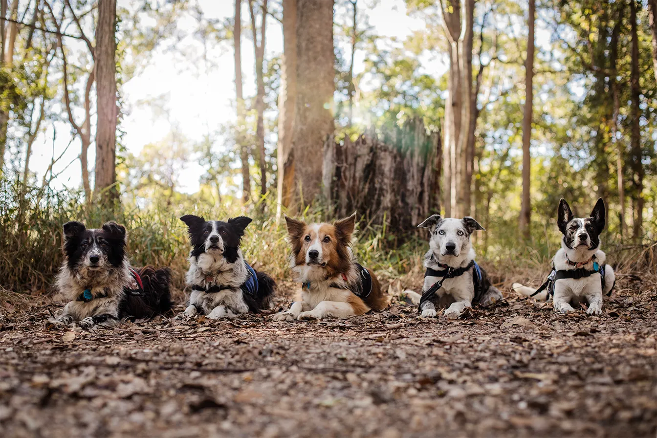 Five dogs, trained as conservation sniffer dogs, are lying on the forest floor in a row, facing the camera, with tall trees and sunlight in the background.