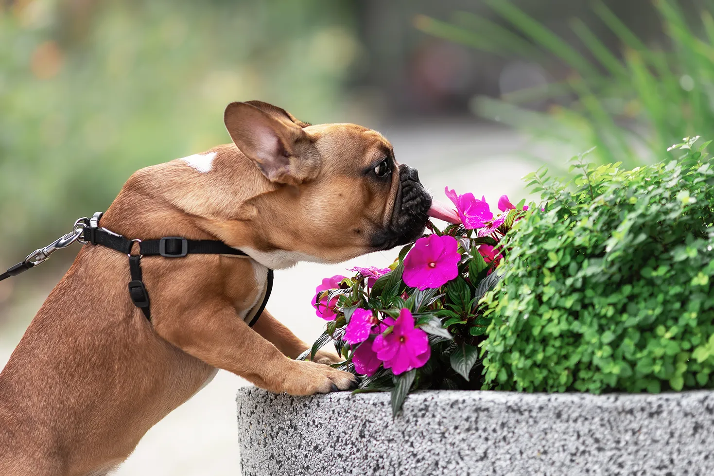 A brown French Bulldog wearing a black harness enjoys a sniff walk, investigating bright pink flowers in a large, round stone planter outdoors.