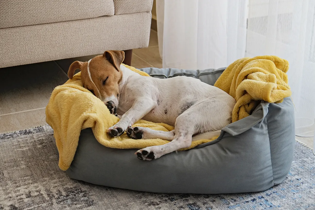 A small dog with brown and white fur sleeps curled up on a yellow blanket in a grey pet bed, beside a beige sofa and near a sunlit window, having just finished one of the classic dog behaviours—spinning before lying down.