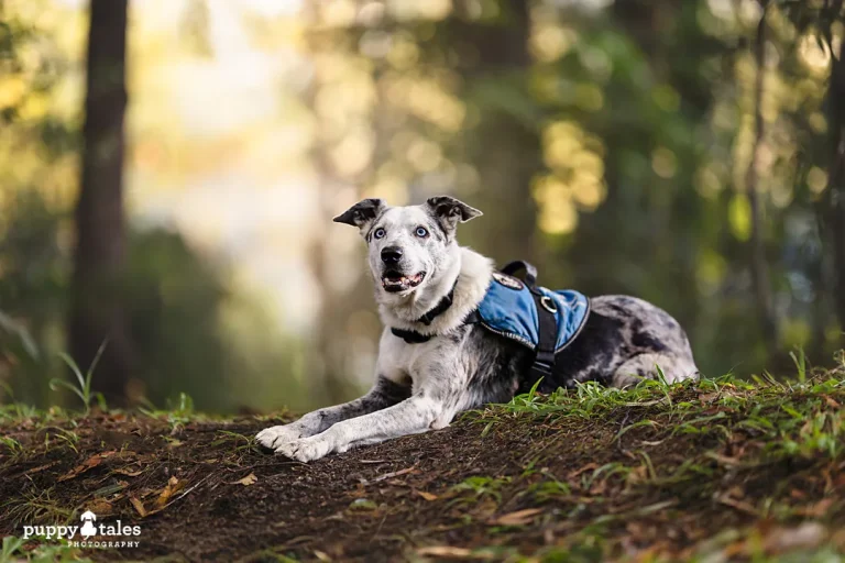 A blue merle dog with a blue harness lies on the ground in a forest, looking alert and ready for adventure—a true picture of a new lease on life. Sunlight filters through the trees, creating a soft, warm background.