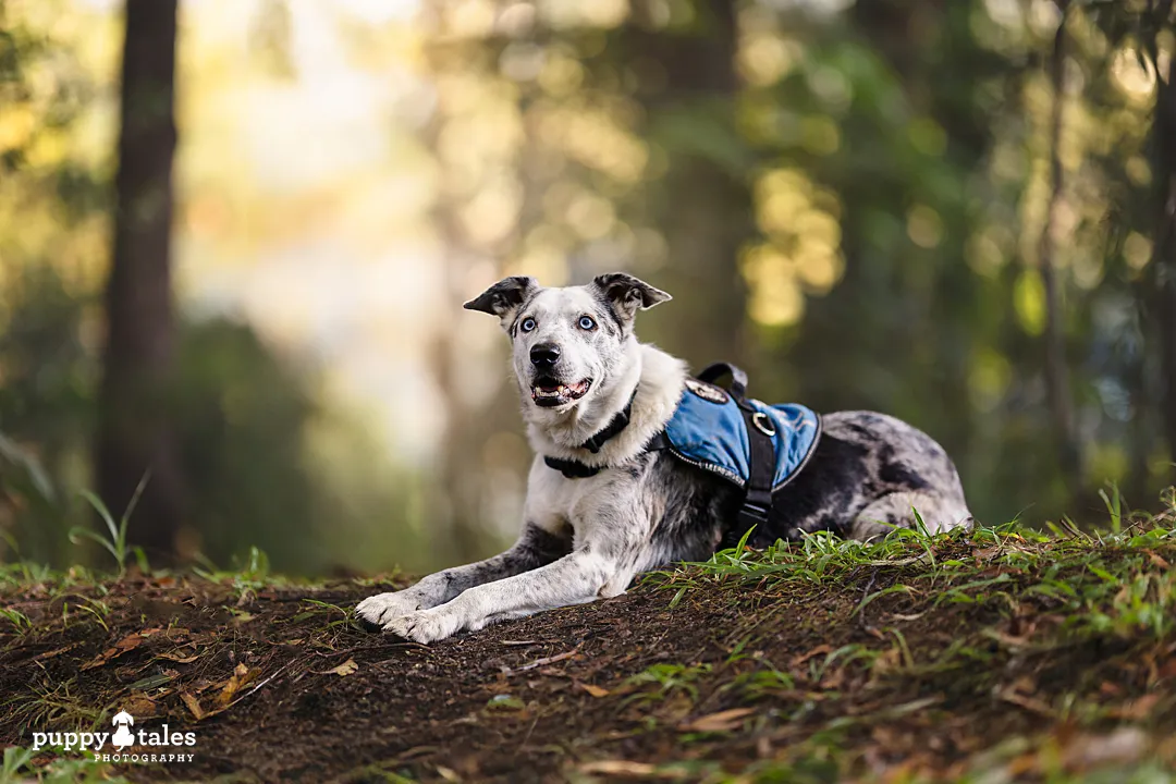A blue merle dog with a blue harness lies on the ground in a forest, looking alert and ready for adventure—a true picture of a new lease on life. Sunlight filters through the trees, creating a soft, warm background.
