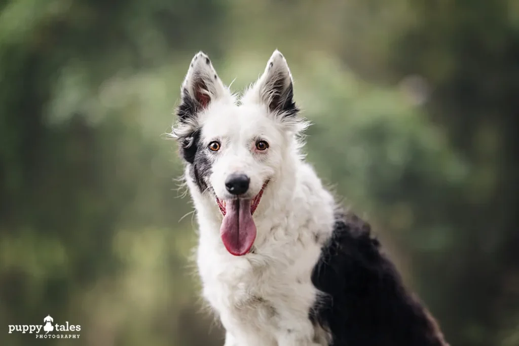 A happy black and white Border Collie with its tongue out sits outdoors, embracing a new lease on life against a blurred green background.