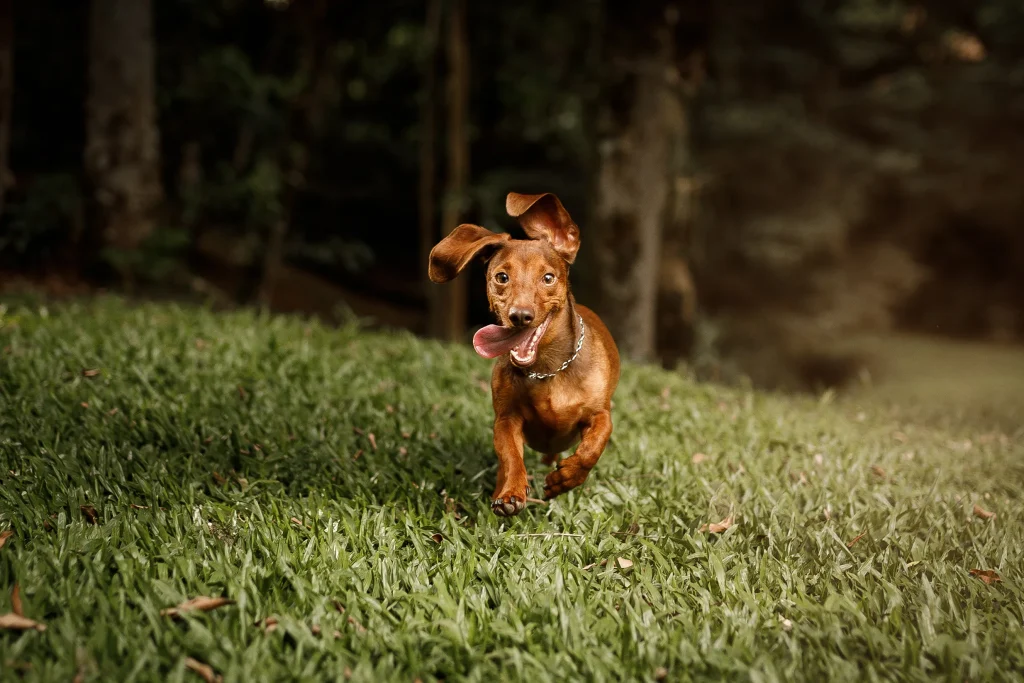 A brown dachshund runs on green grass with its ears flapping and tongue out, surrounded by trees in the background.