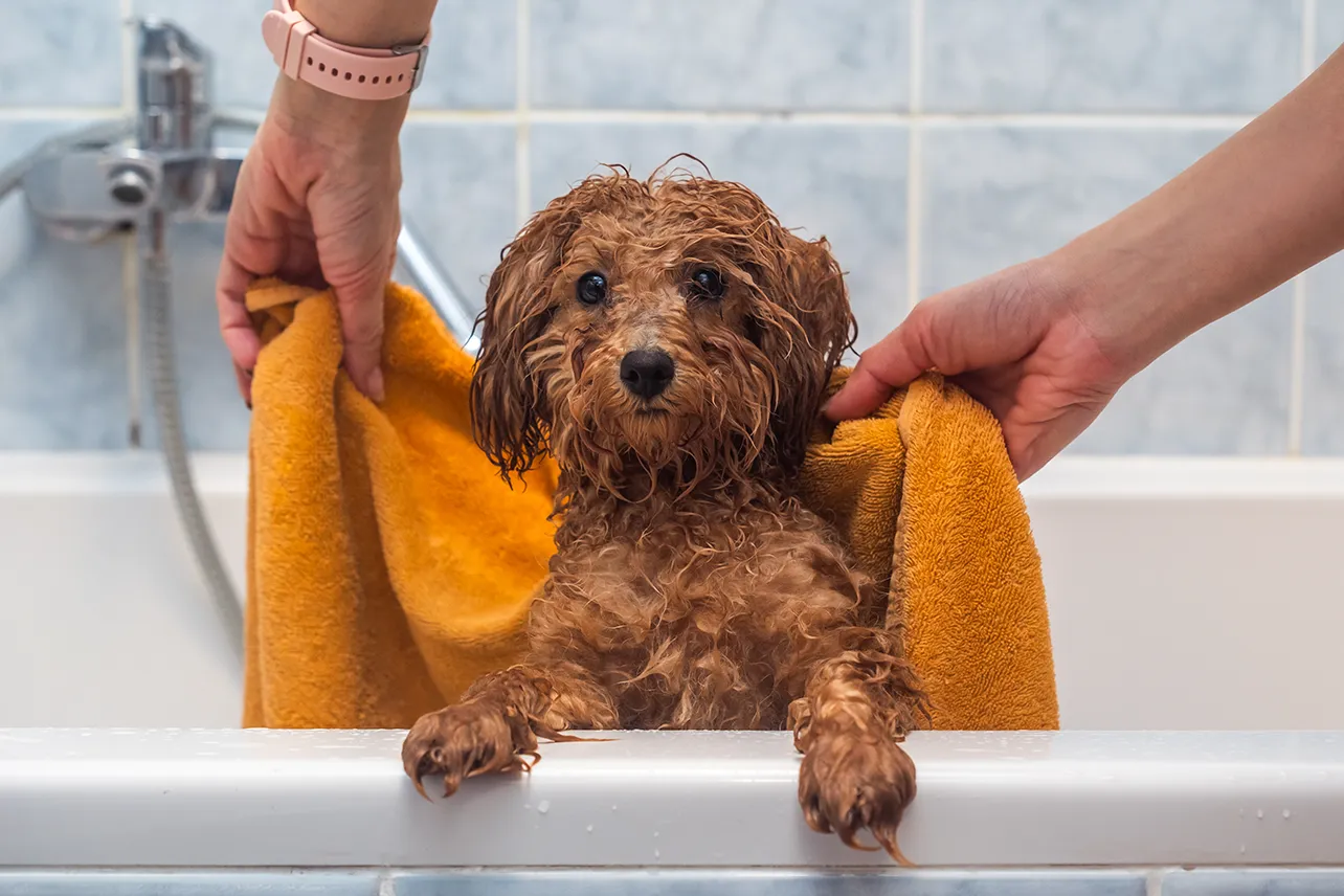 A small wet brown dog stands in a bathtub while someone dries it with a yellow towel. The dog's front paws rest on the tub edge, and bathroom tiles are visible in the background—a perfect snapshot of everyday bathtime routines.