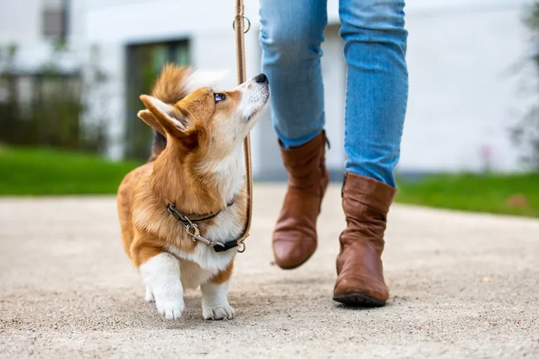 A brown and white corgi on a lead looks up at a person in blue jeans and brown boots while walking on a path outside, perfectly capturing the moment when a dog learns new cues during a peaceful dog walk.