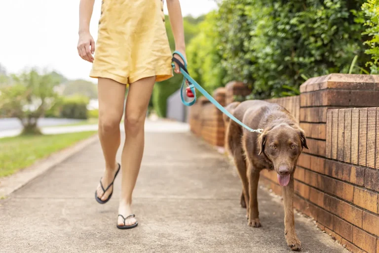 Person in yellow shorts walking a brown dog on a lead along a pavement next to a brick wall and green bushes on a sunny day, looking cool even though the weather is almost too hot to handle.