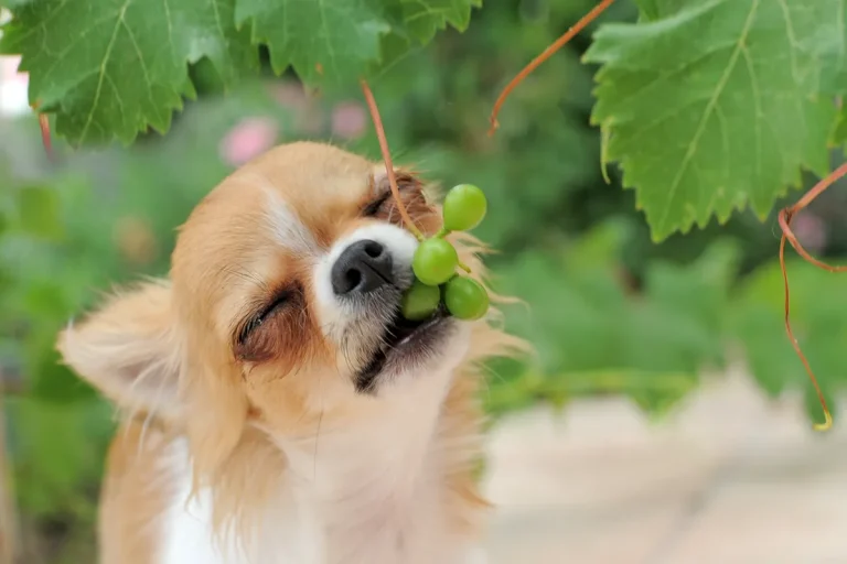 A small brown and white dog with closed eyes tries to eat a bunch of green grapes hanging from a vine—one of the toxic foods for dogs that pet owners should always avoid.