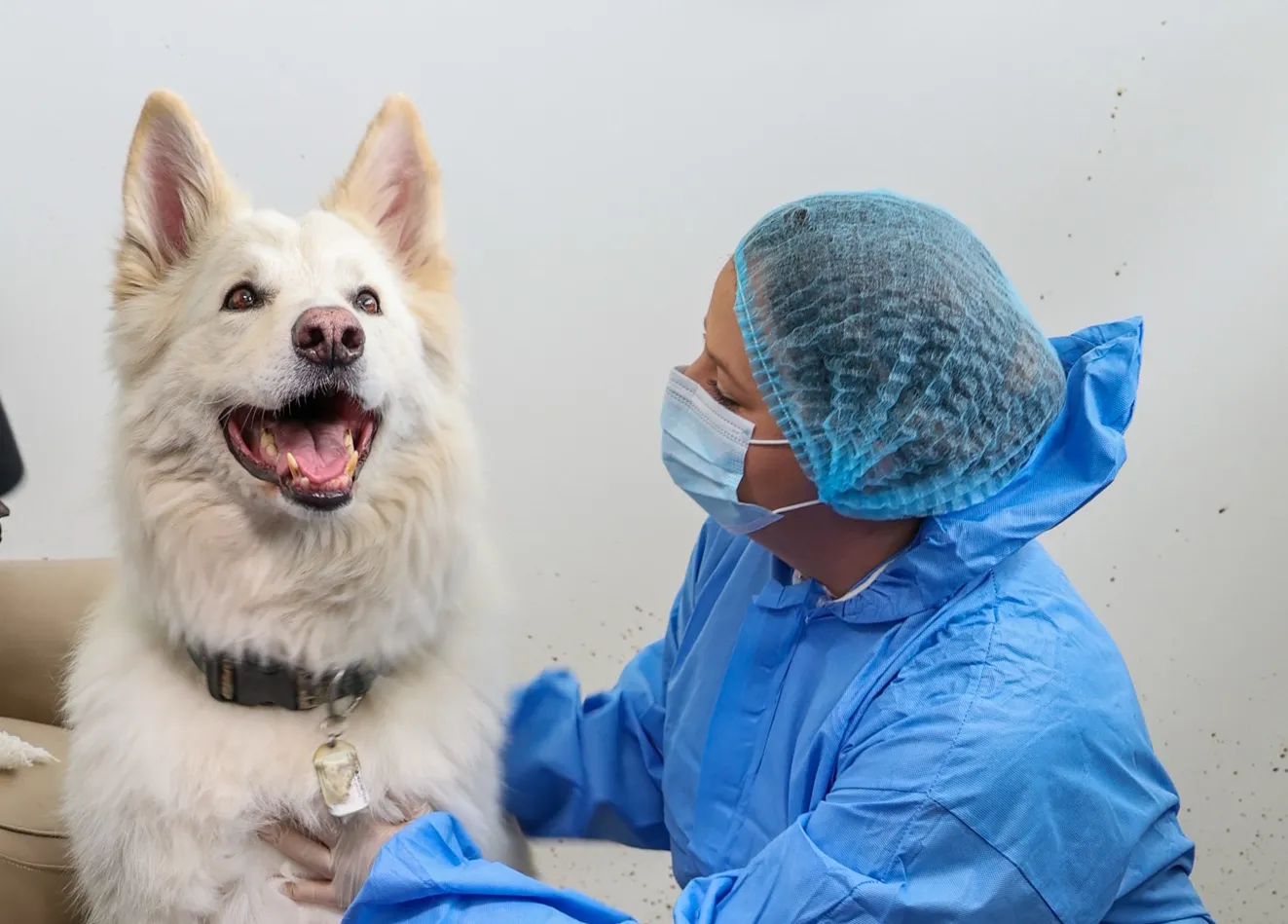 A vet in blue scrubs and a face mask examines a happy, fluffy white dog with pointed ears. The dog is sitting calmly and looking forward, while the vet looks at the dog and gently holds its side in this charming scene from Edition 1, Volume 2.