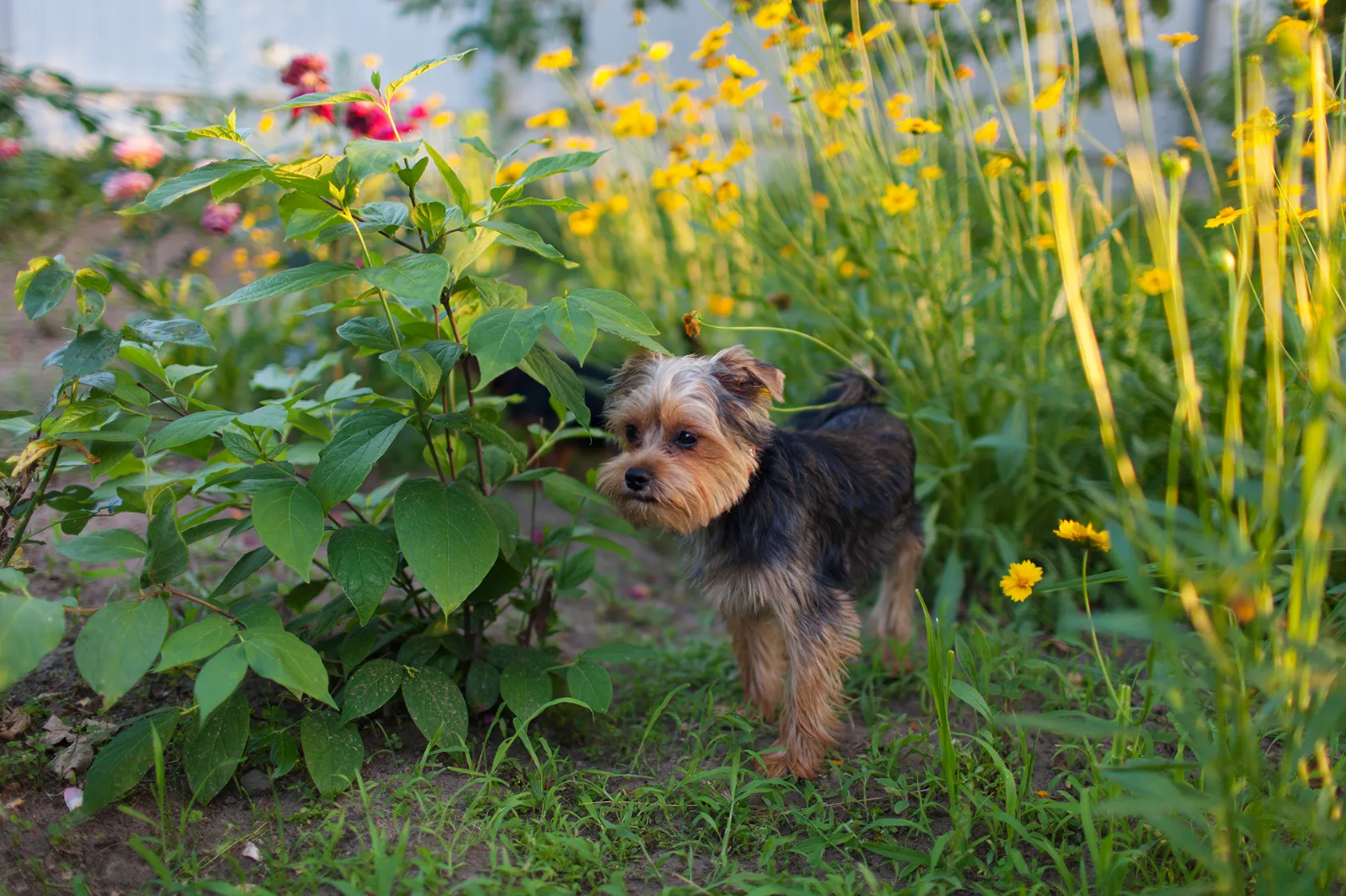 A small Yorkshire Terrier dog stands in its ideal back garden, surrounded by green plants and yellow flowers, looking alert—ready to be your best friend.