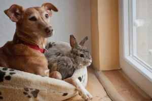 A brown dog and a fluffy rabbit sit together in a cosy pet bed by a window, looking outside, embodying the warmth of interspecies bonding.