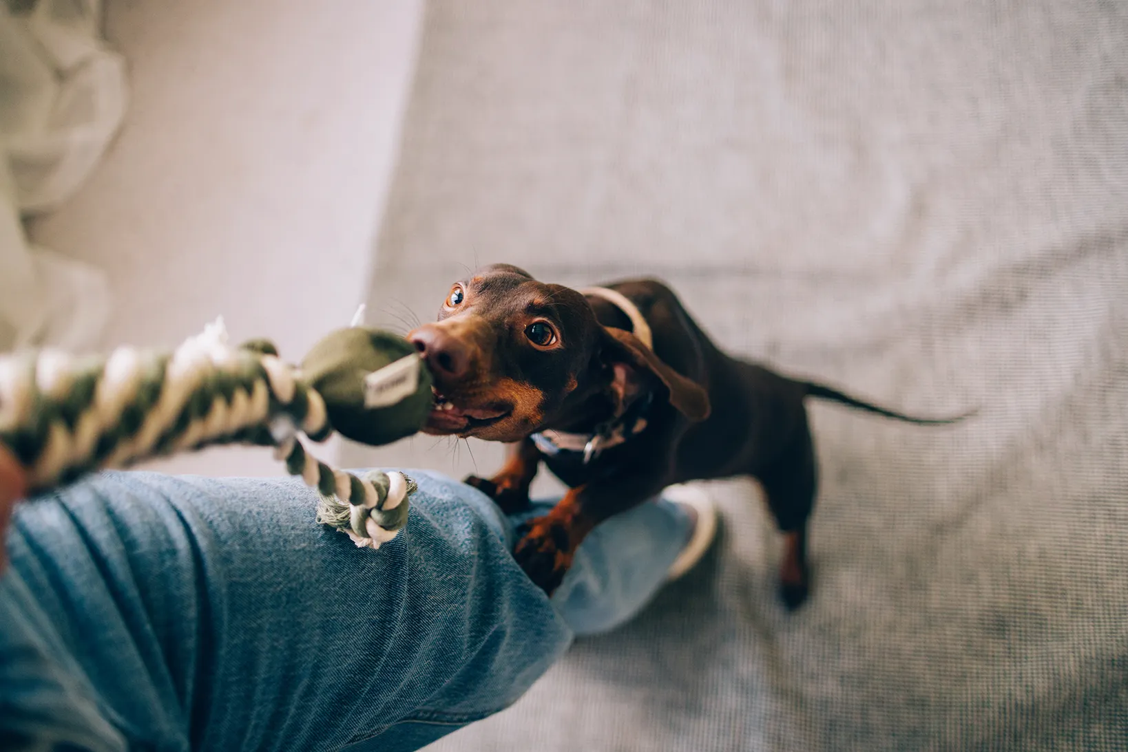 A small brown dog is playfully tugging on a rope toy held by a person wearing blue jeans, indoors on a textured floor—with a dog first-aid kit nearby to ensure safety during their energetic play.